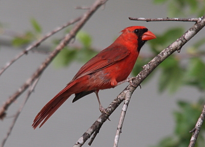 [A view from the side of this all red bird with a patch of black on its face around its red bill and reaching the dark color of its eye. Its legs are light grey.]